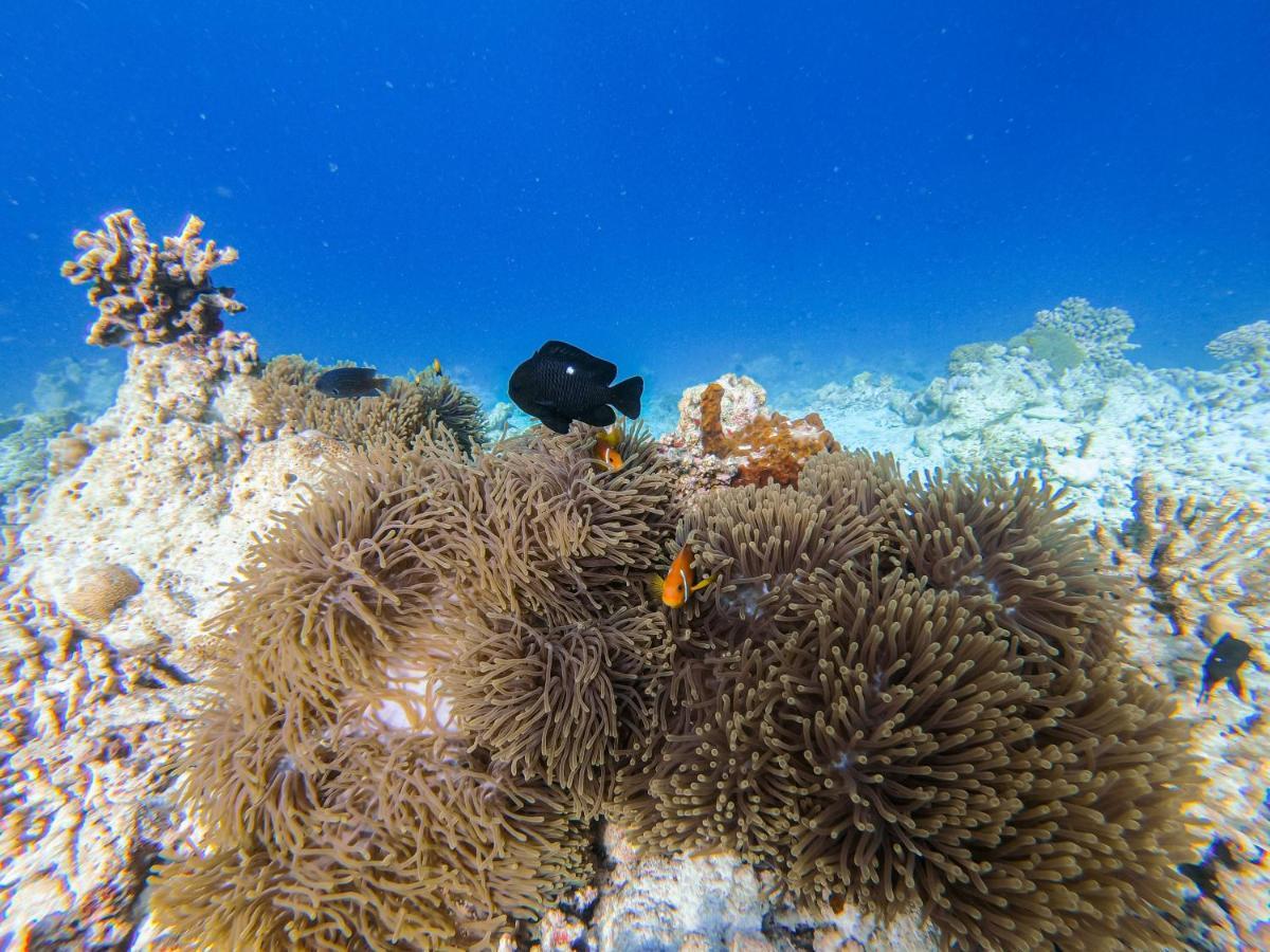 Nemo Inn Omadhoo Bagian luar foto